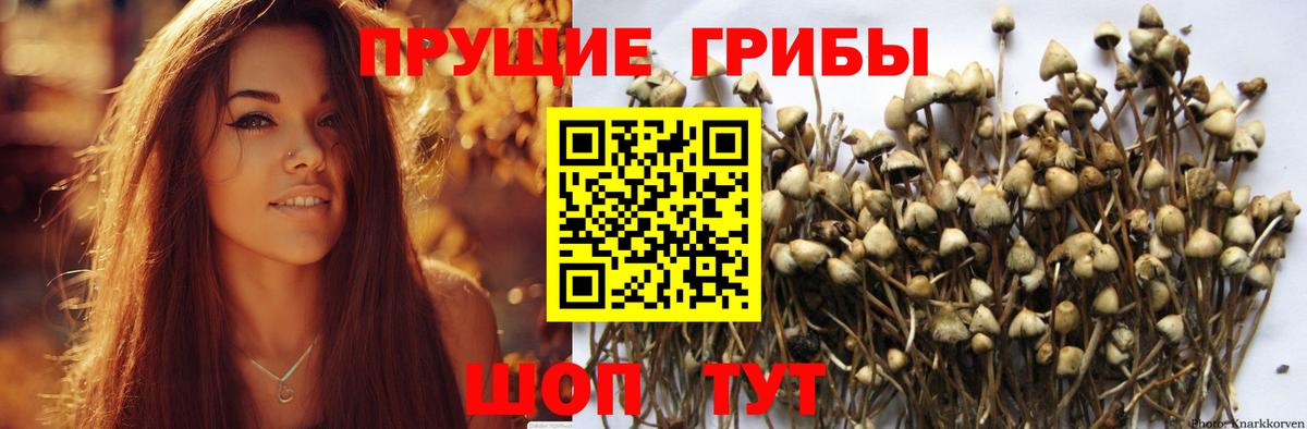 Псилоцибиновые грибы Cubensis Углич